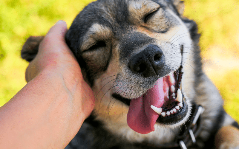 Understanding the Body Language of Dogs: What They’re Really Saying