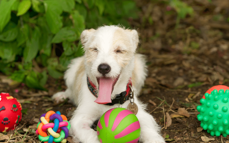 DIY Dog Toys: Fun and Affordable Ideas for Your Furry Friend