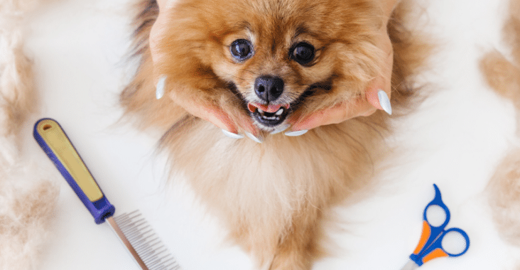 Dog’s Grooming Tips