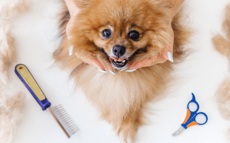 How to Keep Your Dog’s Coat Shiny and Healthy: Grooming Tips