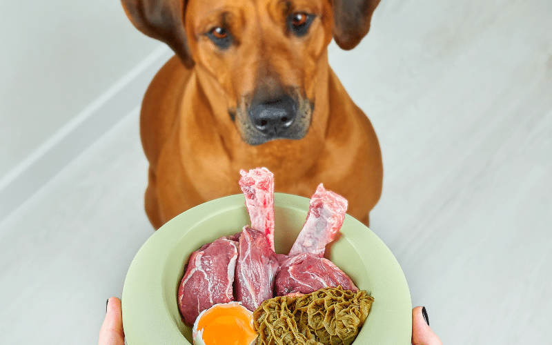 Healthy Homemade Dog Food Recipes: Easy and Nutritious Meals