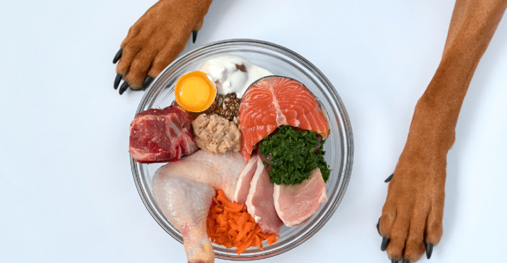 Protein in Your Dog's Diet