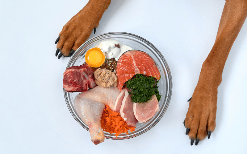 The Importance of Protein in Your Dog’s Diet