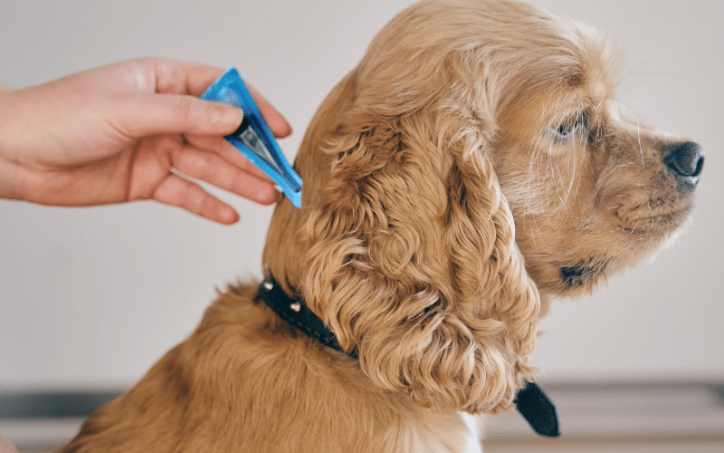 Natural Remedies for Common Dog Ailments