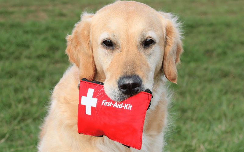 Essential First Aid Supplies Every Pet Owner Should Have